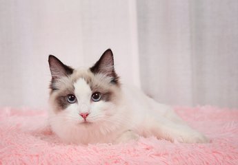 小狐狸钱包|(MetaMask)钱包安卓版