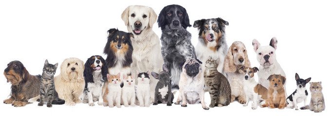 小狐狸钱包|(MetaMask)钱包苹果版